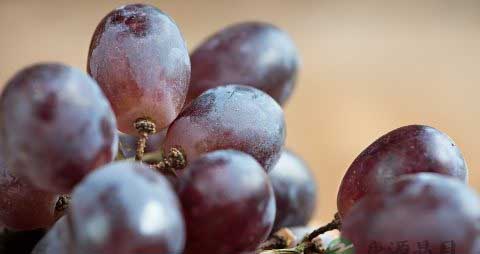 提子的吃法_哪些人不能吃提子 提子的吃法_哪些人不能吃提子