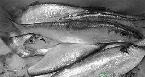 力鱼的营养价值_吃力鱼的好处 力鱼的营养价值_吃力鱼的好处