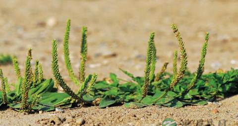 车前草的营养价值_吃车前草的好处