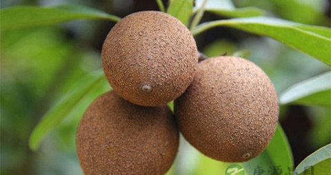 人心果的吃法_哪些人不能吃人心果