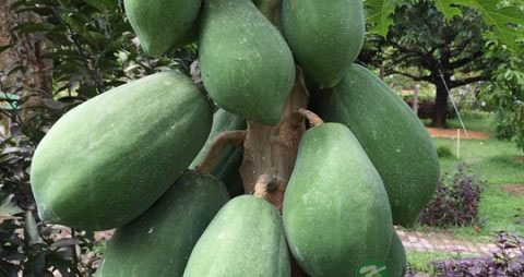 生木瓜怎么放熟