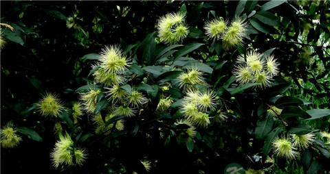 水蒲桃的营养价值_吃水蒲桃的好处