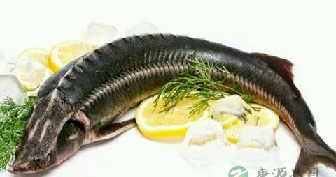 鲟鱼的营养价值_吃鲟鱼的好处