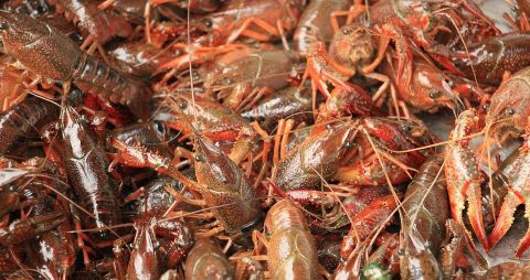 小龙虾和什么一起炒 小龙虾和什么一起炒