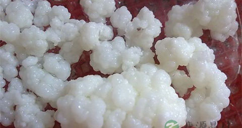 藏灵菇的吃法_哪些人不能吃藏灵菇