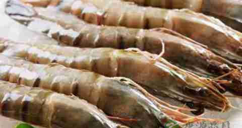 大海虾的营养价值_吃大海虾的好处