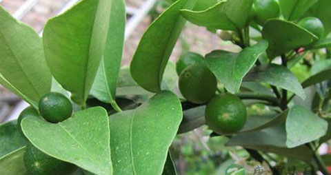 金橘的营养价值_吃金橘的好处