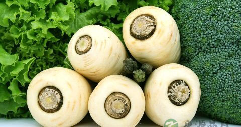 生萝卜怎么腌制好吃