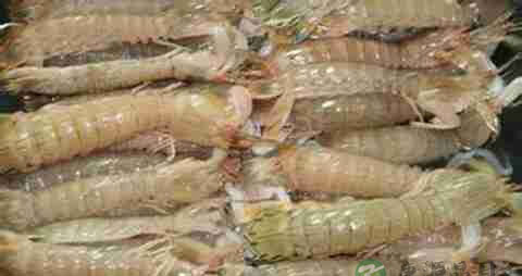 琵琶虾的营养价值_吃琵琶虾的好处