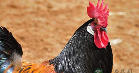 公鸡的营养价值_吃公鸡的好处
