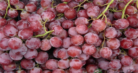 如何区分提子上白霜的真假