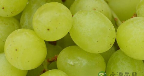 葡萄干是碱性食物吗