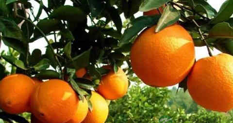 三湖红桔的营养价值_吃三湖红桔的好处 三湖红桔的营养价值_吃三湖红桔的好处