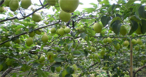 早酥梨的营养价值_吃早酥梨的好处