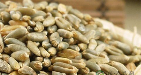 黑大麦的吃法_哪些人不能吃黑大麦