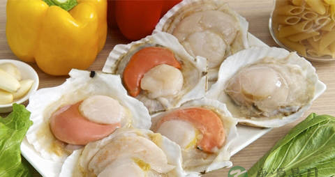 怎样挑选扇贝比较新鲜