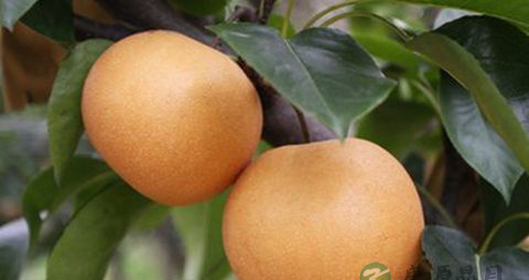 砂糖梨的营养价值_吃砂糖梨的好处