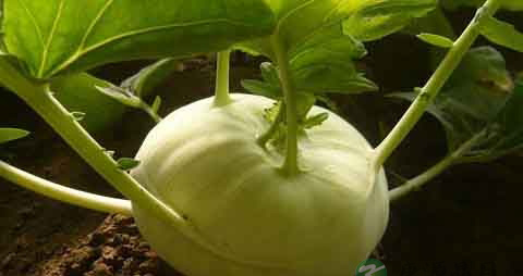 球茎甘蓝的营养价值_吃球茎甘蓝的好处 球茎甘蓝的营养价值_吃球茎甘蓝的好处