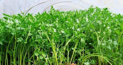 旱芹的吃法_哪些人不能吃旱芹 旱芹的吃法_哪些人不能吃旱芹