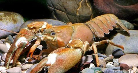 螯虾的吃法_哪些人不能吃螯虾