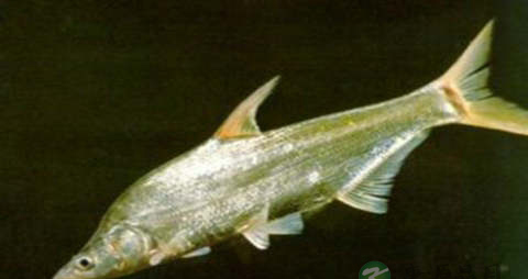 尖头鱼的吃法_哪些人不能吃尖头鱼