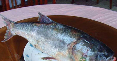 鳙鱼的吃法_哪些人不能吃鳙鱼