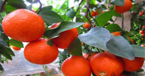 小叶桔的营养价值_吃小叶桔的好处 小叶桔的营养价值_吃小叶桔的好处