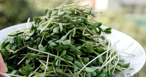 黑豆苗怎么做好吃