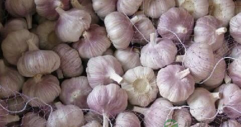 腊八蒜需要太阳晒吗 腊八蒜需要太阳晒吗
