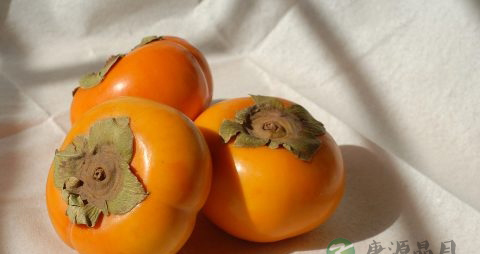 柿子属于寒性食物吗