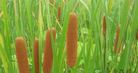 香蒲的营养价值_吃香蒲的好处 香蒲的营养价值_吃香蒲的好处