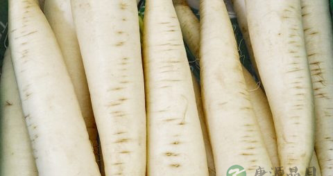 萝卜皮怎么腌制才香脆