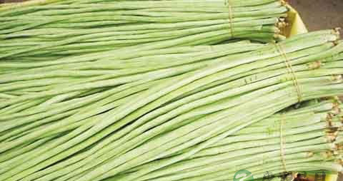 白豆角的营养价值_吃白豆角的好处 白豆角的营养价值_吃白豆角的好处