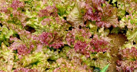 紫叶生菜的营养价值_吃紫叶生菜的好处