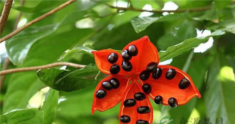 苹婆的营养价值_吃苹婆的好处