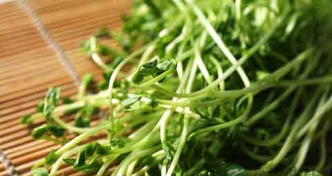 豌豆苗的吃法_哪些人不能吃豌豆苗 豌豆苗的吃法_哪些人不能吃豌豆苗