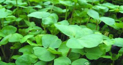 荞麦芽的营养价值_吃荞麦芽的好处