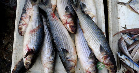 鲻鱼的吃法_哪些人不能吃鲻鱼