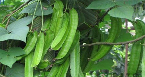 四棱豆的营养价值_吃四棱豆的好处