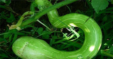 蛇瓜的吃法_哪些人不能吃蛇瓜 蛇瓜的吃法_哪些人不能吃蛇瓜