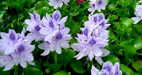 水葫芦的营养价值_吃水葫芦的好处