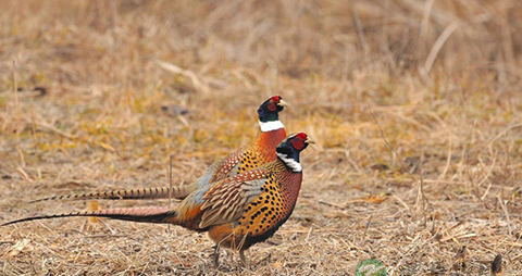 野鸡肉的营养价值_吃野鸡肉的好处