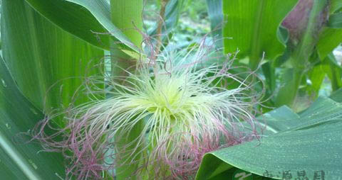 玉米面的营养价值_吃玉米面的好处