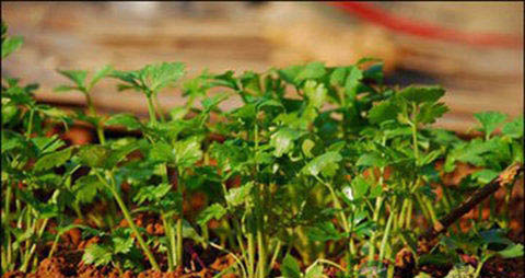 大叶香菜的吃法_哪些人不能吃大叶香菜 大叶香菜的吃法_哪些人不能吃大叶香菜