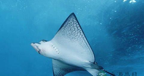 老板鱼的营养价值_吃老板鱼的好处