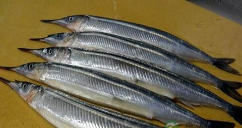 针量鱼的营养价值_吃针量鱼的好处 针量鱼的营养价值_吃针量鱼的好处