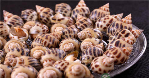凤螺的吃法_哪些人不能吃凤螺