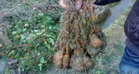 何首乌的吃法_哪些人不能吃何首乌