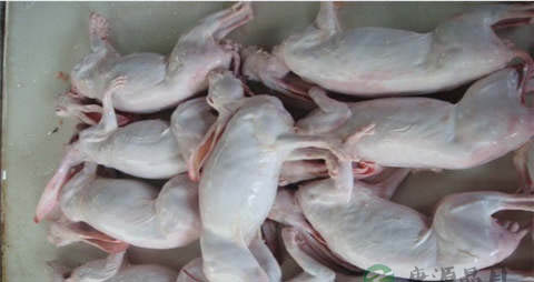 兔肉的吃法_哪些人不能吃兔肉