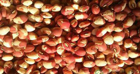 熊猫豆的吃法_哪些人不能吃熊猫豆 熊猫豆的吃法_哪些人不能吃熊猫豆